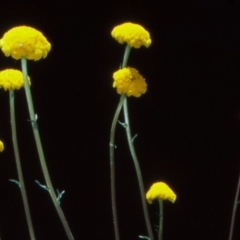 Craspedia aurantia var. jamesii at Brindabella National Park - suppressed