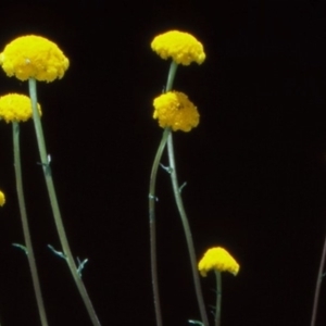 Craspedia aurantia var. jamesii at Brindabella National Park - suppressed