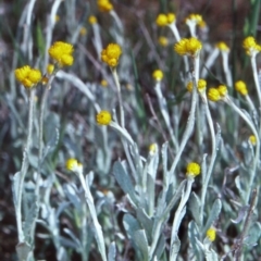 Chrysocephalum apiculatum (Common Everlasting) at Campbell, ACT - 27 Oct 2004 by BettyDonWood