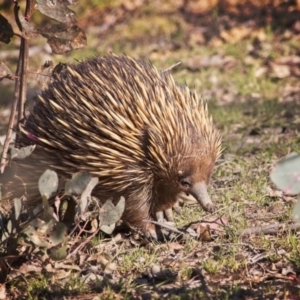 Tachyglossus aculeatus at Amaroo, ACT - 10 Nov 2018 08:14 AM