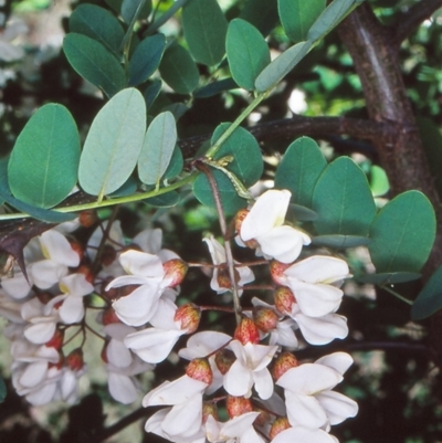 Robinia pseudoacacia (Black Locust) at Campbell, ACT - 27 Oct 2004 by BettyDonWood