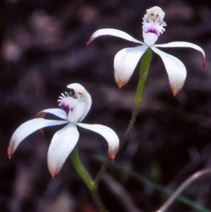 Caladenia ustulata at Acton, ACT - suppressed