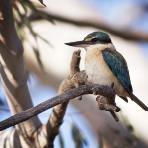 Todiramphus sanctus at Amaroo, ACT - 4 Nov 2018 07:20 AM