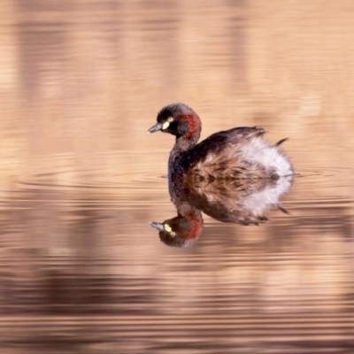 Tachybaptus novaehollandiae (Australasian Grebe) at Amaroo, ACT - 10 Nov 2018 by GlennMcMellon