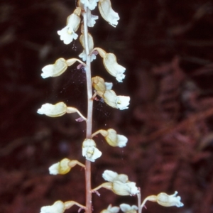 Gastrodia sesamoides at ANBG - suppressed