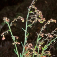 Gonocarpus elatus (Hill Raspwort) at ANBG - 22 Nov 2001 by BettyDonWood