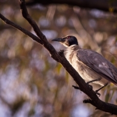 Philemon corniculatus (Noisy Friarbird) at Amaroo, ACT - 8 Dec 2018 by GlennMcMellon