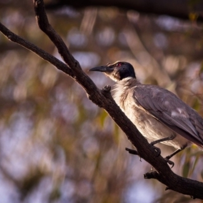 Philemon corniculatus (Noisy Friarbird) at Amaroo, ACT - 9 Dec 2018 by GlennMcMellon