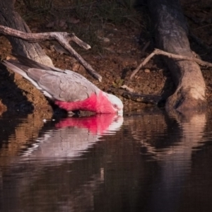 Eolophus roseicapilla at Amaroo, ACT - 10 Nov 2018