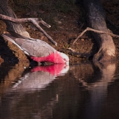 Eolophus roseicapilla (Galah) at Amaroo, ACT - 10 Nov 2018 by GlennMcMellon