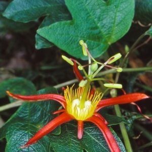 Passiflora cinnabarina at ANBG - 27 Nov 2001