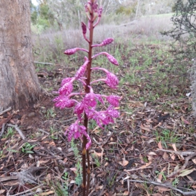 Dipodium punctatum (Blotched Hyacinth Orchid) at Tuggeranong Hill - 21 Dec 2018 by SandraH