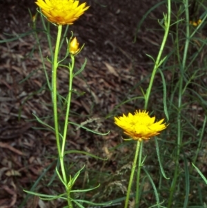 Xerochrysum viscosum at ANBG - 21 Oct 2000 12:00 AM