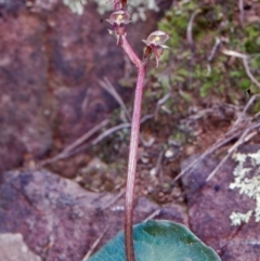 Acianthus collinus (Inland Mosquito Orchid) at Black Mountain - 20 Jul 2002 by BettyDonWood