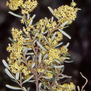 Pomaderris angustifolia at Mount Ainslie - 23 Oct 2002