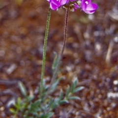 Swainsona sericea (Silky Swainson-Pea) at Mount Ainslie - 22 Oct 2002 by BettyDonWood