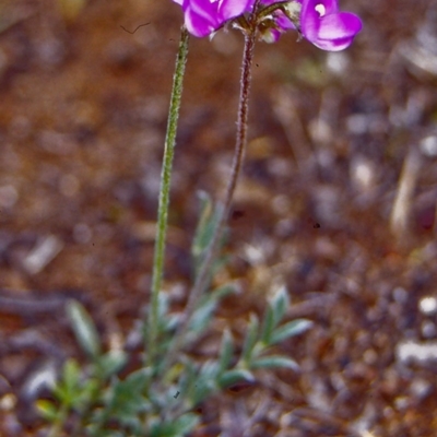 Swainsona sericea (Silky Swainson-Pea) at Mount Ainslie - 23 Oct 2002 by BettyDonWood