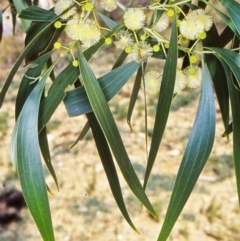 Acacia implexa (Hickory Wattle, Lightwood) at ANBG - 15 Feb 2002 by BettyDonWood