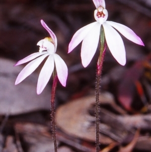 Caladenia fuscata at Black Mountain - suppressed