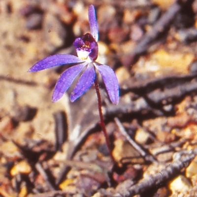 Cyanicula caerulea (Blue Fingers, Blue Fairies) at Black Mountain - 14 Sep 2002 by BettyDonWood