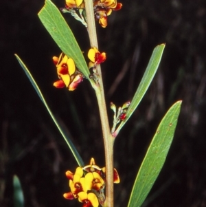 Daviesia mimosoides subsp. mimosoides at Black Mountain - 11 Oct 2002