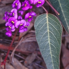 Hardenbergia violacea (False Sarsaparilla) at Black Mountain - 14 Sep 2002 by BettyDonWood