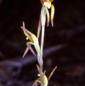 Lyperanthus suaveolens at Black Mountain - suppressed