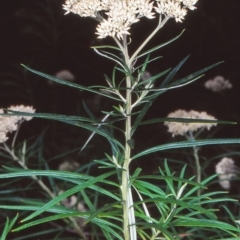 Cassinia longifolia (Shiny Cassinia, Cauliflower Bush) at Black Mountain - 22 Jan 2002 by BettyDonWood