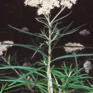 Cassinia longifolia at Black Mountain - 23 Jan 2002 12:00 AM