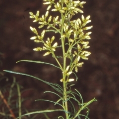Cassinia quinquefaria (Rosemary Cassinia) at Black Mountain - 12 Feb 1999 by BettyDonWood