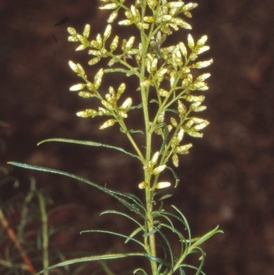 Cassinia quinquefaria (Rosemary Cassinia) at Black Mountain - 13 Feb 1999 by BettyDonWood