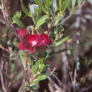 Dodonaea viscosa subsp. cuneata at Black Mountain - 3 Nov 2004 12:00 AM