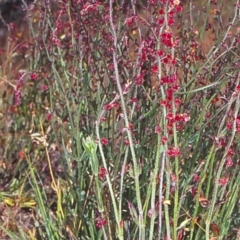 Gonocarpus tetragynus (Common Raspwort) at Aranda Bushland - 7 Dec 2001 by BettyDonWood