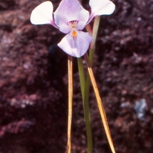 Diuris punctata var. punctata at suppressed - 3 Nov 2004