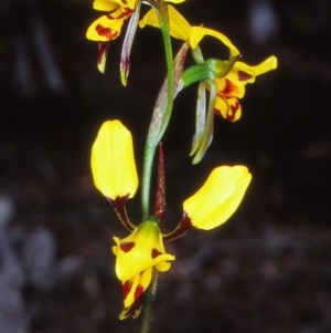 Diuris sulphurea at Coree, ACT - suppressed