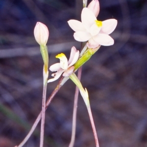 Thelymitra carnea at Coree, ACT - 24 Oct 2002