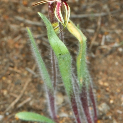 Caladenia actensis (Canberra Spider Orchid) at Mount Ainslie - 23 Sep 2006 by BettyDonWood