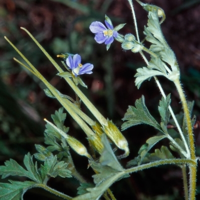 Erodium crinitum (Native Crowfoot) at The Pinnacle - 18 Dec 2003 by BettyDonWood