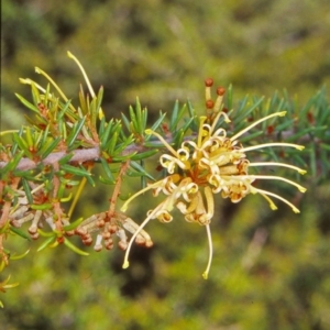 Grevillea juniperina subsp. sulphurea at Dunlop, ACT - 3 Jan 2003 12:00 AM