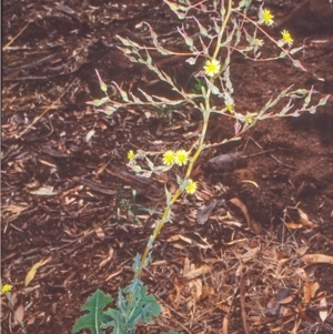 Lactuca serriola f. serriola at Dunlop, ACT - 2 Feb 2004