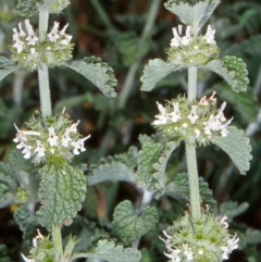 Marrubium vulgare (Horehound) at Dunlop, ACT - 18 Dec 2003 by BettyDonWood