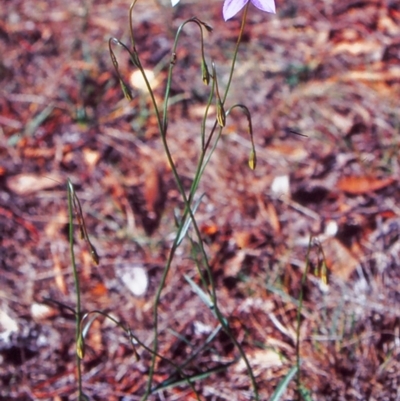 Wahlenbergia capillaris (Tufted Bluebell) at The Pinnacle - 7 Apr 2003 by BettyDonWood