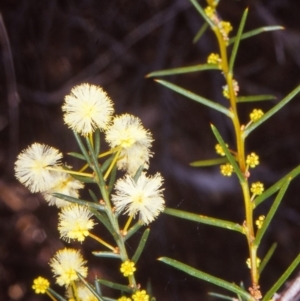 Acacia genistifolia at O'Connor, ACT - 8 Aug 2002 12:00 AM