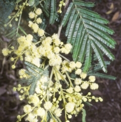 Acacia mearnsii (Black Wattle) at O'Connor, ACT - 20 Nov 2003 by BettyDonWood