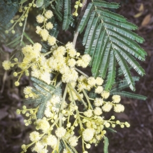 Acacia mearnsii at O'Connor, ACT - 20 Nov 2003 12:00 AM