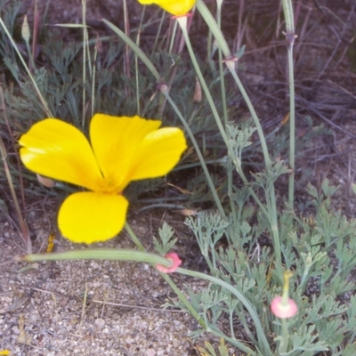 Eschscholzia californica (California Poppy) at Uriarra Recreation Reserve - 30 Oct 2004 by BettyDonWood
