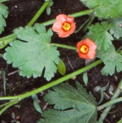 Modiola caroliniana (Red-flowered Mallow) at Uriarra Recreation Reserve - 31 Oct 2004 by BettyDonWood