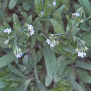 Myosotis laxa subsp. caespitosa at Uriarra Recreation Reserve - 31 Oct 2004 12:00 AM