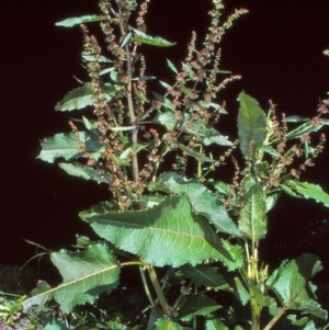 Rumex obtusifolius at Uriarra Recreation Reserve - 31 Oct 2004 12:00 AM