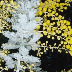 Acacia baileyana (Cootamundra Wattle, Golden Mimosa) at Melba, ACT - 7 Aug 2002 by BettyDonWood